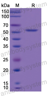 Recombinant Human PC Protein, N-His