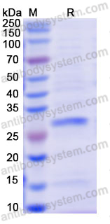 Recombinant Human DMD Protein, N-His