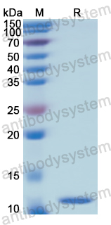 Recombinant Human SCGB1A1/Uteroglobin Protein, N-His