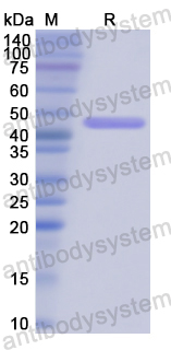 Recombinant Human SFTPC Protein, N-GST