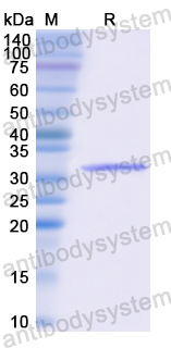 Recombinant Human CD222/IGF2R Protein, N-His