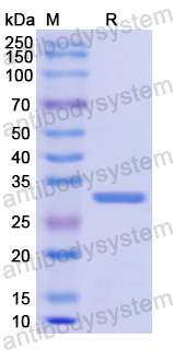 Recombinant Human ODC1 Protein, N-His