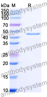 Recombinant Human PABPC1 Protein, N-His