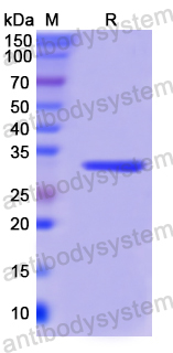 Recombinant Human PCNA Protein, C-His