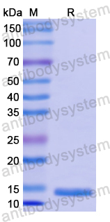 Recombinant Human CD179a/VPREB1 Protein, N-His