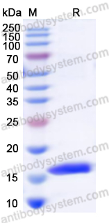 Recombinant Human FABP2 Protein, N-His