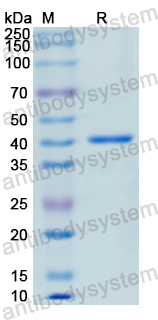 Recombinant Human COL6A2 Protein, N-His