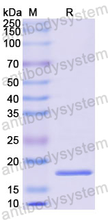 Recombinant Human PTHLH Protein, N-His