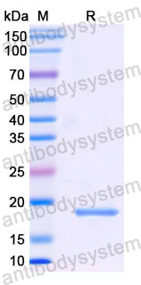 Recombinant Human PIP Protein, N-His