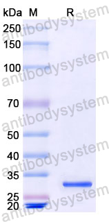 Recombinant Human CD32/FCGR2A Protein, N-His