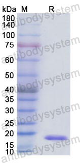 Recombinant Human ANXA3 Protein, N-His