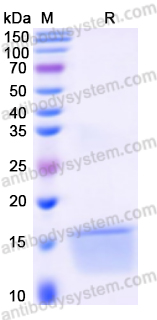 Recombinant Human BMP2 Protein, N-His