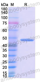 Recombinant Human BMP4 Protein, N-His