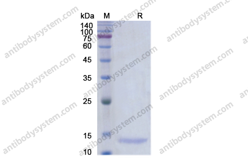 Recombinant Human BMP3/Osteogenin Protein, N-His