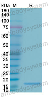 Recombinant Human RNASE3 Protein, N-His