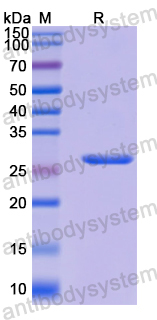 Recombinant Human RNASE3 Protein, N-His-SUMO