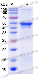 Recombinant Human CD143/ACE Protein, N-GST