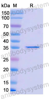 Recombinant Human DEFA4 Protein, N-GST