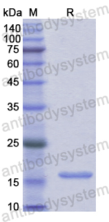 Recombinant Human MYH1 Protein, N-His