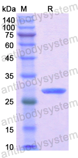 Recombinant Human MYH7 Protein, N-His