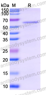 Recombinant Human SRC Protein, N-His