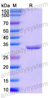 Recombinant Human CCL4/MIP-1-beta Protein, N-GST