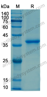 Recombinant Human CD107b/LAMP2 Protein, N-His