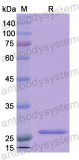 Recombinant Human RNH1 Protein, N-His