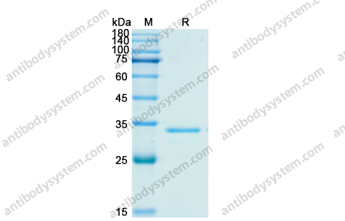 Recombinant Human CCL5/RANTES Protein, N-GST