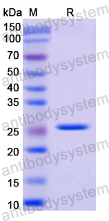 Recombinant Human CD102/ICAM2 Protein, N-His