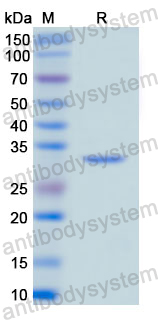 Recombinant Human CD49d/ITGA4 Protein, N-His