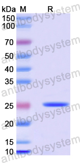 Recombinant Human ATP1A3 Protein, N-His