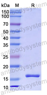 Recombinant Human PRG2/MBP Protein, N-His