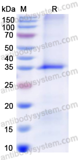 Recombinant Human PTPN22 Protein, N-His