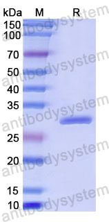 Recombinant Human PLS3 Protein, N-His