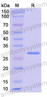 Recombinant Human ETFA Protein, N-His