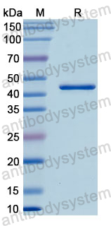 Recombinant Human ENO3 Protein, N-His