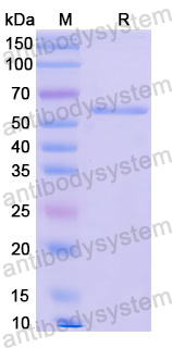 Recombinant Human CD62L/SELL Protein, N-GST