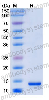 Recombinant Human MIF/GIF Protein, N-His