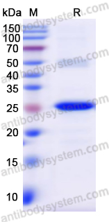 Recombinant Human FOLR2 Protein, N-His