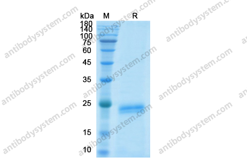 Recombinant Human HGF Protein, N-His