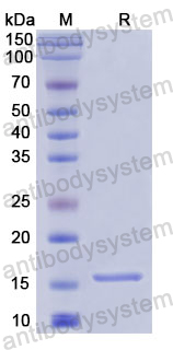 Recombinant Human Perforin/PRF1 Protein, N-His