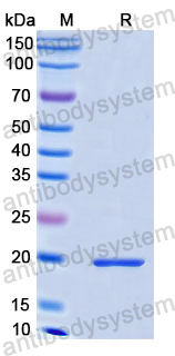 Recombinant Human DRD2 Protein, N-His