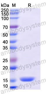 Recombinant Human PLA2G2A Protein, N-His