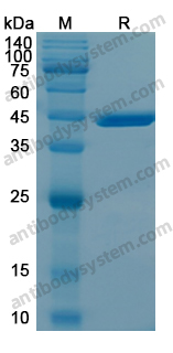 Recombinant Human HSP90B1 Protein, N-His