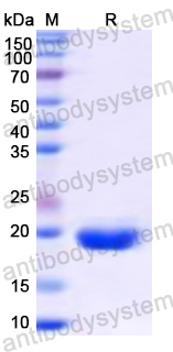 Recombinant Human GLUT4/SLC2A4 Protein, N-His-SUMO