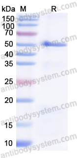 Recombinant Human TYR/Tyrosinase Protein, N-His