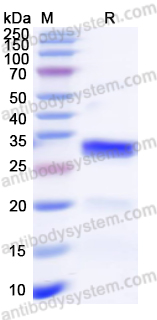 Recombinant Human IDE Protein, N-His