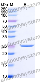 Recombinant Human HNRNPL Protein, N-His