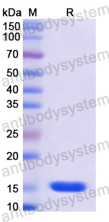 Recombinant Human UQCRB Protein, N-His